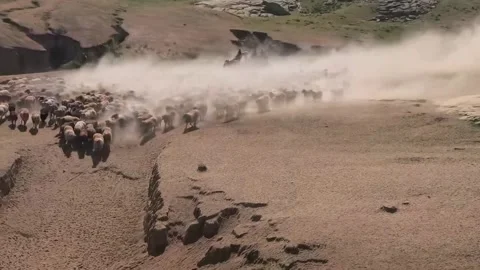 Nomadic Herders Guide Massive Sheep Migration Through Dusty Xinjiang Steppe, Vídeo Stock 337857547