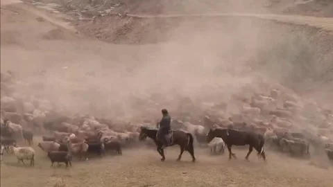 Nomadic Herders Guiding Sheep and Goats Through Dust in Xinjiang, China Vídeo Stock 337857121