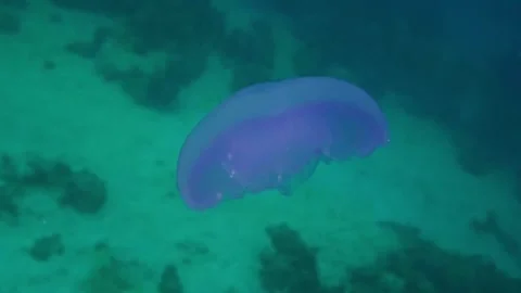 Nomadic Jellyfish Gliding Gracefully Through Vibrant Tropical Reef Waters Stock Footage 311983838