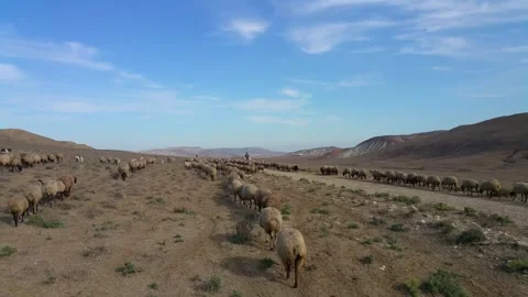 Nomadic Sheep Herd moving along the river valley Stock Footage 254458985