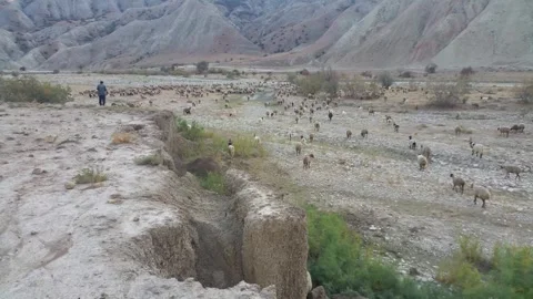 Nomadic Sheep Herd moving along the river valley Stock Footage 254458986