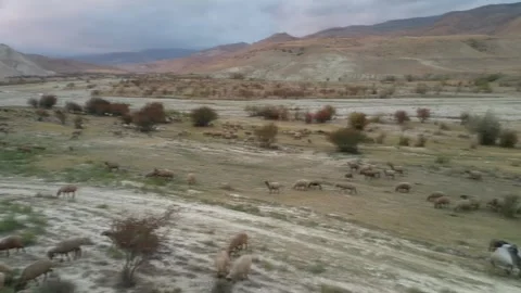Nomadic Sheep Herd moving along the river valley Stock Footage 254458987