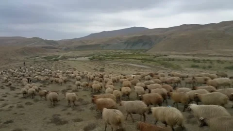 Nomadic Sheep Herd moving along the river valley Stock Footage 254458989