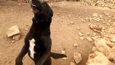 Nomadic Shepherd Dog Standing on Two Legs Receiving Food, Herding Skills Stock Footage 318484509