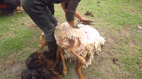 Nomads are shaving sheep Video stock 104200229