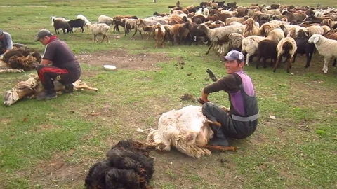 Nomads are shaving sheep Stock Footage 104200408