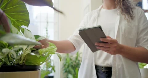 Non-binary African American worker tapping tablet, inspecting plant leaves at Stock Footage 340987953