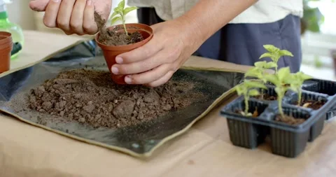 Non-binary gardener holding terracotta pot scooping soil at sunroom table, Stock Footage 339272539