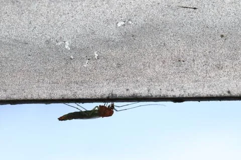 Non-biting midge under a wall. Stock-Fotos