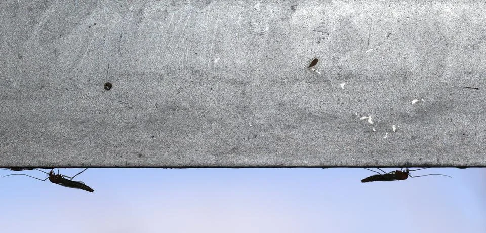 Non-biting midges under a wall. Foto stock