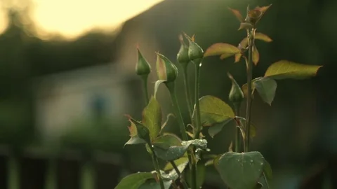 Non-dissolved buds of roses Stock Footage 77565225