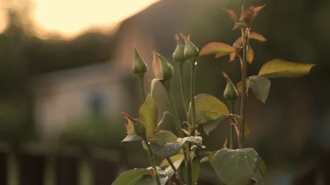 Non-dissolved buds of roses 스톡 동영상 77565235