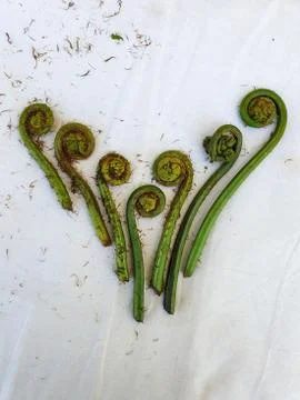 Non-farmed vegetable - Creative studio shot of fiddlehead fern wild vegetables  Stock Photos