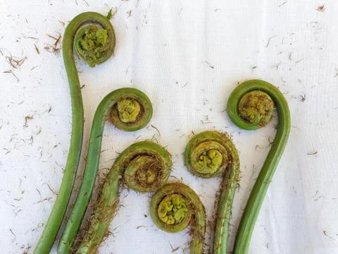Non-farmed vegetable - Creative studio shot of fiddlehead fern wild vegetables  Stock Photos