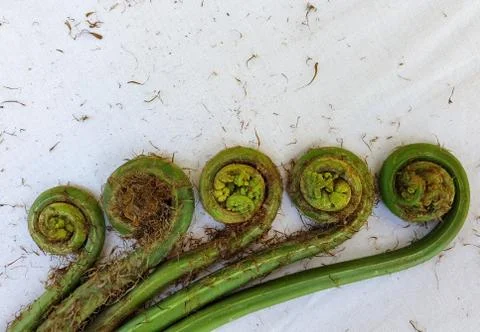 Non-farmed vegetable - Creative studio shot of fiddlehead fern wild vegetables  Stock Photos