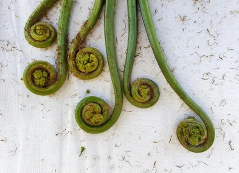Non-farmed vegetable - Creative studio shot of fiddlehead fern wild vegetables  Stock Photos