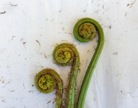 Non-farmed vegetable - Creative studio shot of fiddlehead fern wild vegetables Stock-Fotos