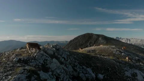 Non-intensive cattle ranching Stockbeeldmateriaal 137446404