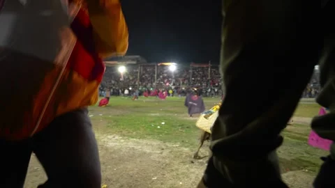 Non lethal bull tradition. Corrida de toros populares de Pillaro Ecuador_1.mov Vídeos de archivo 335699986