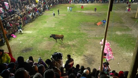 Non lethal bull tradition. Corrida de toros populares de Pillaro Ecuador_2.mov Video stock 335700013