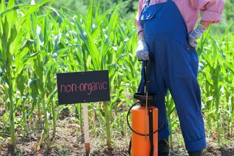 Non-organic corn field Stock Photos