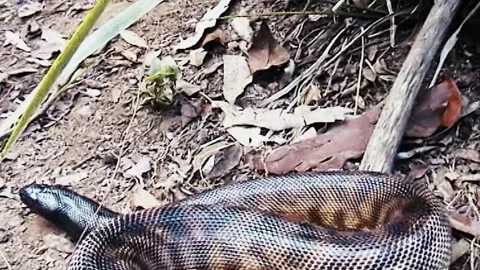 Non-Poisonous Black Headed Python Video stock 244687226