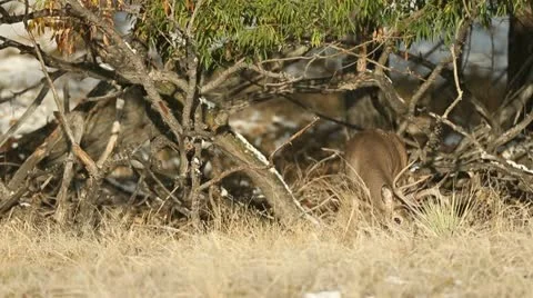 Non-Typical Whitetail Buck Video stock 20523675