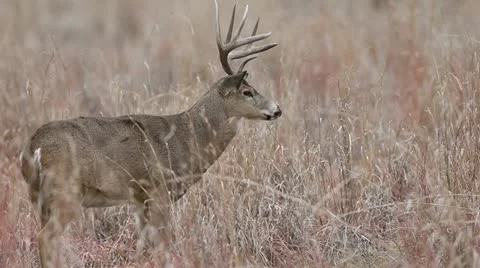 Non-Typical Whitetail Buck Video stock 20526729