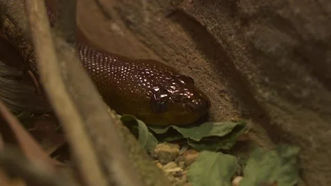 Non-venomous woma Python, aspidites ramsayi endemic to Australia, spotted Stock Footage 250976314