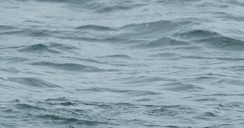 Nonbreeding Common Loon Dives in Ocean 스톡 동영상 123814026