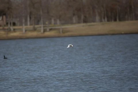 Nonbreeding Forster's Tern Stock Photos