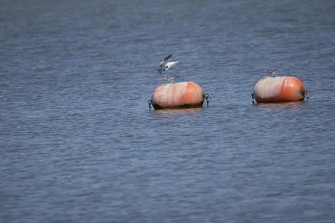 Nonbreeding Forster's Terns Stock Photos