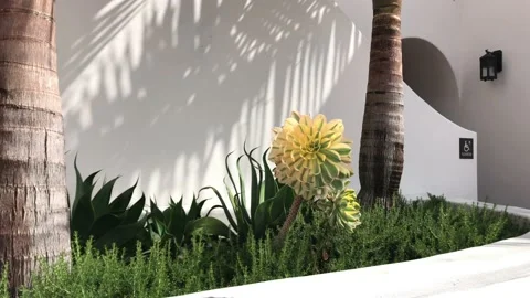 Nondescript Passerbys Enter Adobe Structure Past Beautiful Garden Planter 4K Stock Footage 126301137