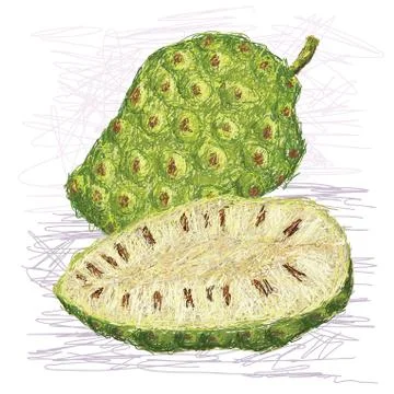 Noni fruit cross-section Stock Illustration