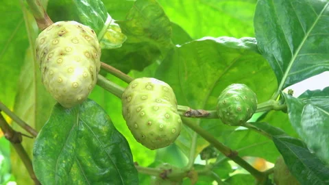 Noni fruit 스톡 동영상 291300946
