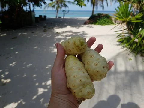Noni fruit in hands on the background of the beach. Stock Photos