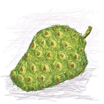 Noni fruit Stock Illustration