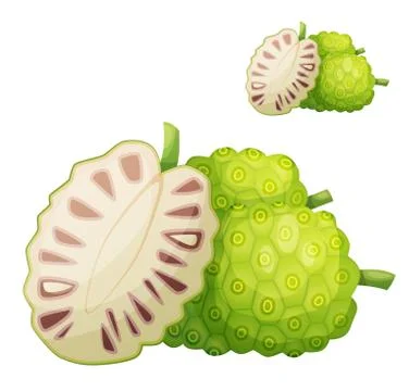 Noni fruit illustration. Cartoon vector icon isolated on white background Stock Illustration