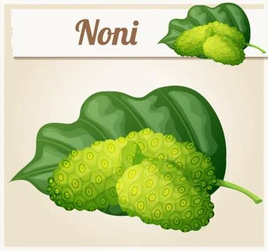 Noni fruit illustration. Cartoon vector icon Stock Illustration
