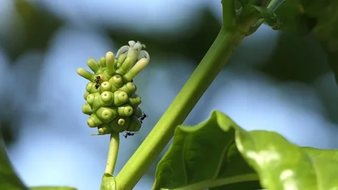 Noni fruit Nice to eat. 4k video Stock Footage 82552313