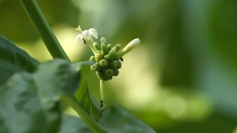 Noni fruit Nice to eat. 4k video 動画素材 82558503