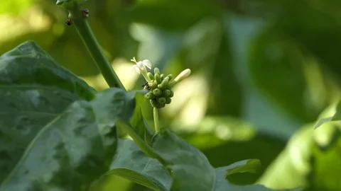 Noni fruit Nice to eat. 4k video 動画素材 82593669