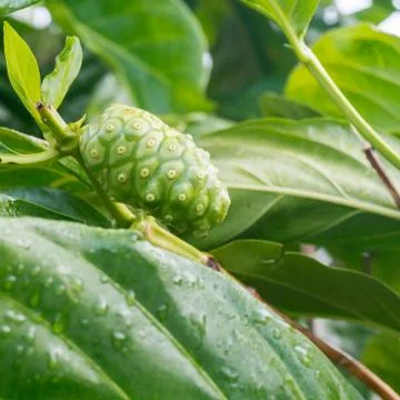 Noni fruit Stock Photos