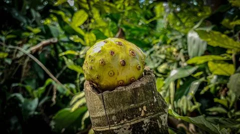 Noni fruit Stock-Fotos