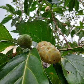 Noni fruit Stock Photos