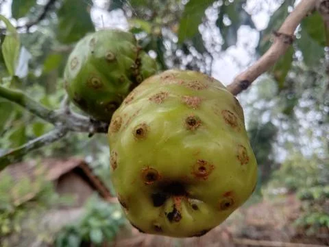 Noni fruit Stock Photos