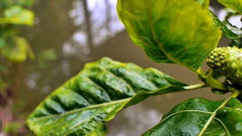 Noni Fruit Plantation Stock Footage 110585536