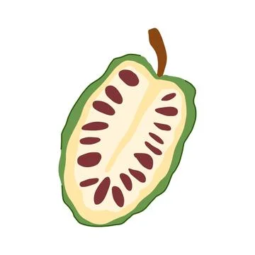 Noni fruit split in half showing seeds Stock Illustration