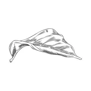 Noni fruit tree leaf ink sketch, vector hand drawn engraved tropical morinda Illustrazione stock
