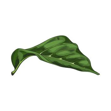 Noni fruit tree leaf sketch vector icon, hand drawn tropical morinda citrifolia Stock Illustration